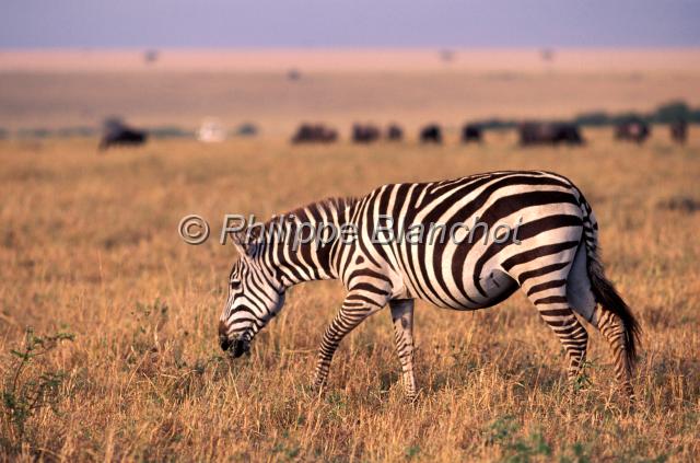 kenya 54.JPG - ZèbreZebraRéserve de Masai MaraMasai Mara National ReserveKenya